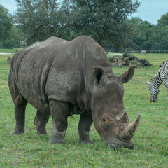 Obraz premium rhino in the wild