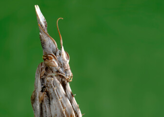 Close up of pair of Beautiful European mantis ( Mantis religiosa )

