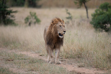 Fototapeta na wymiar A Male Lion seen on a safari in South Africa