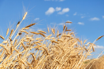 Scenic landscape of ripe golden organic wheat stalk field against blue sky on bright sunny summer day. Cereal crop harvest growth background. Agricultural agribuisness business concept