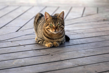 A tabby beautiful street cat with green eyes lies on a wooden surface and with ears flattened watches the birds