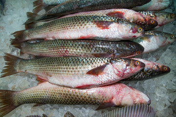 Mullet chilled on pieces of ice vnaval, sea products, semi-finished products.