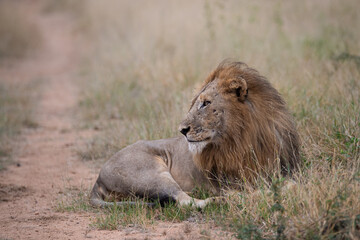 A Male Lion seen on a safari in South Africa