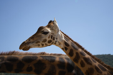 giraffes outdoors in Alicante, Spain