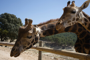giraffes outdoors in Alicante, Spain