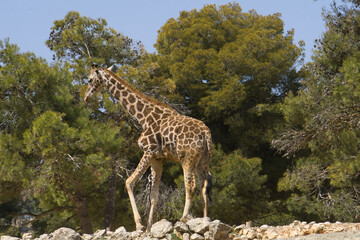 giraffes outdoors in Alicante, Spain