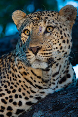 Naklejka na ściany i meble A Male Leopard seen on a Safari in South Africa