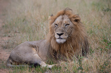 A Male Lion seen on a safari in South Africa