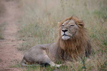 A Male Lion seen on a safari in South Africa