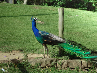 Fototapeta premium peacock in the garden