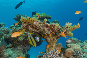 Coral reef and water plants in the Red Sea, Eilat Israel
