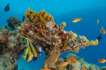 Coral reef and water plants in the Red Sea, Eilat Israel
