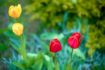 four red end yellow tulips blooming in flower bed in garden in April. tulips on a lawn in spring