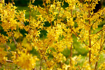 Naklejka na ściany i meble Yellow forsythia Lynwood first spring flowers. spring flowering yellow shrub in garden
