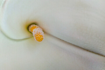 Flor Alcatraz, cala, cala de Etiopía, aro de Etiopía, lirio de agua, cartucho,. Macro.
