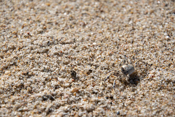 A small crab walking on the beach. Wild animals of the ocean.