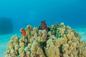 Coral reef and water plants in the Red Sea, Eilat Israel
