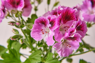 Pink flowers of blooming houseplant Pelargonium regal.