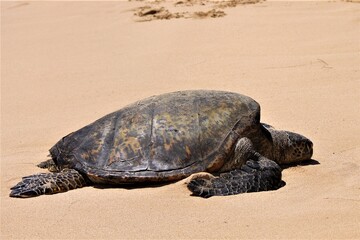 turtle on the beach
