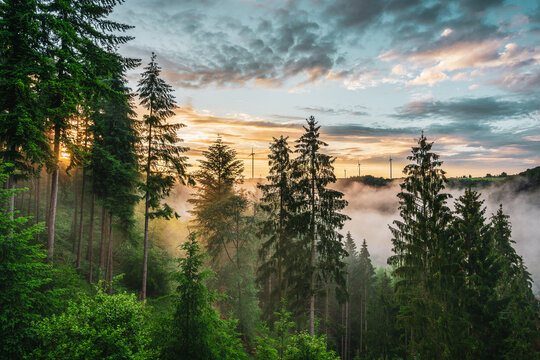 Fog at sunset over the Binger forest , Germany.