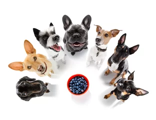 Stof per meter Grappige hond paar honden rond gezond fruit
