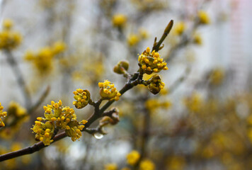 Cornelian cherry little yellow blooming flowers with transparent water drops after spring rain. Blurred background. Cornus mas branch. Natural background.