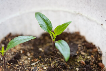 Close-up on the first leaves of pepper seedlings in pots on a windowsill