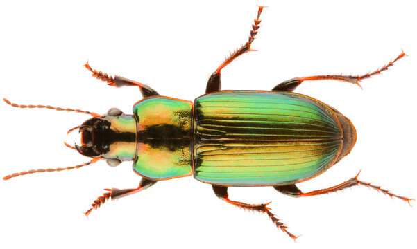 Harpalus distinguendus is a species of ground beetle in the subfamily Harpalinae. Dorsal view of metallic Carabidae ground beetle isolated on white background.