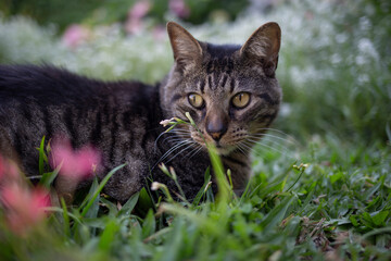 cat on grass