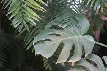 Green Monstera Leaves aka Swiss Cheese Plant or Monstera Deliciosa in Dark Tone. Tropical Jungle...