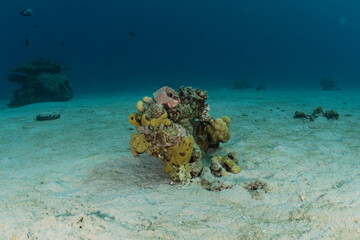 Coral reef and water plants in the Red Sea, Eilat Israel
