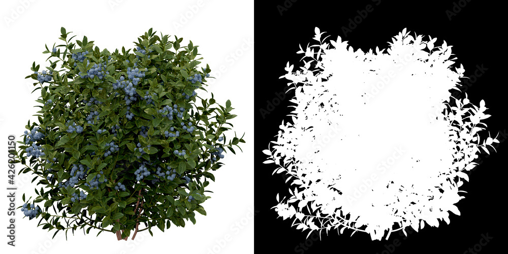 Canvas Prints left view of plant (vaccinium) png with alpha channel to cutout 3d rendering