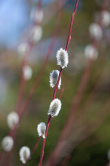 A fluffy willow branch has blossomed in the spring for Easter