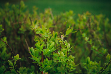 Macro photo of green leaves. Perfect natural pattern. Beautiful background made with young leaves. Selective focus. Flat lay, top view.