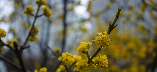 Cornelian cherry dogwood blooming spring background. Bunches of little wet fresh yellow flowers. Blurred background. April time.