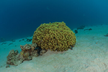 Coral reef and water plants in the Red Sea, Eilat Israel
