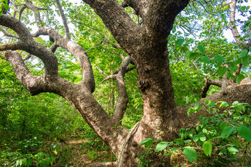 Ancient, huge cashew tree, focus on trunk and lower branches in Oeiras, Piaui (Northeast Brazil)