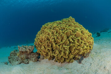 Coral reef and water plants in the Red Sea, Eilat Israel
