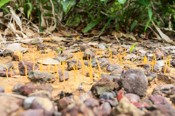 Orange lichenized fungus (Sulzbacheromyces caatingae) in Oeiras, Piaui - Brazil