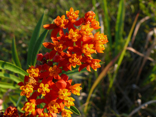 Différentes fleurs et plantes mexicaine