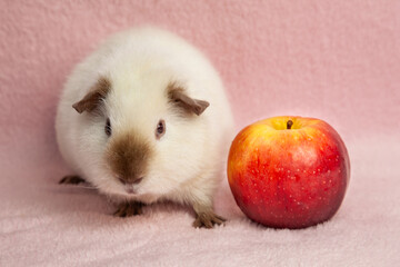 guinea pig, on a pink background next to, with a red apple, red apple on a pink background
