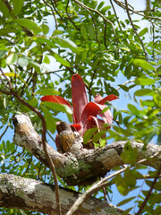 Différentes fleurs et plantes mexicaine