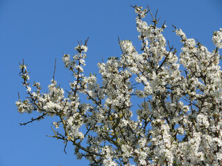 Arbre à fleurs blanches