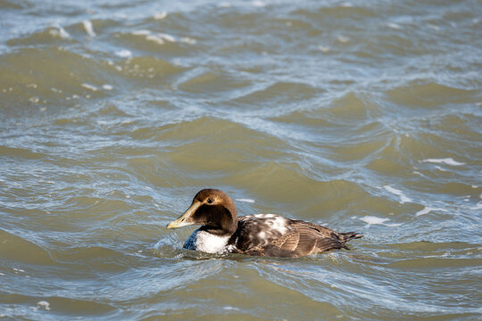 Selective Focus Shot Of Common Scoter In The Pond