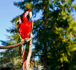 parrot waving claws to say hello