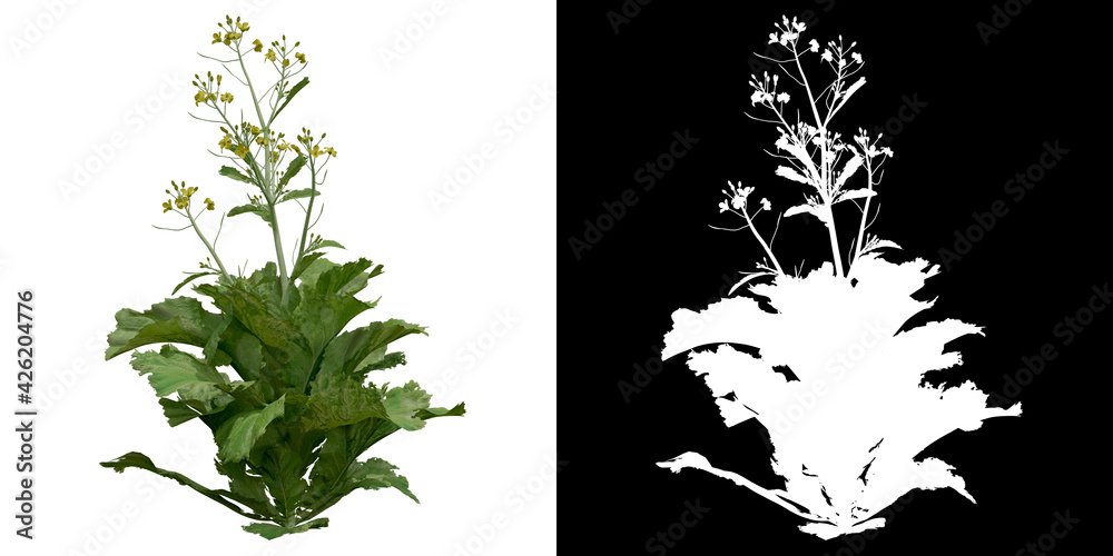 Canvas Prints front view of plant (brassica juncea) png with alpha channel to cutout 3d rendering
