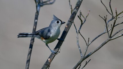 Tufted Titmouse