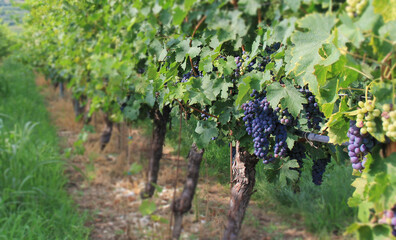 grapes in vineyard