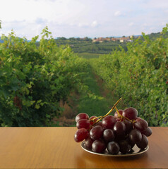 red grapes in a vineyard