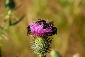 Wild bees on the pink flower